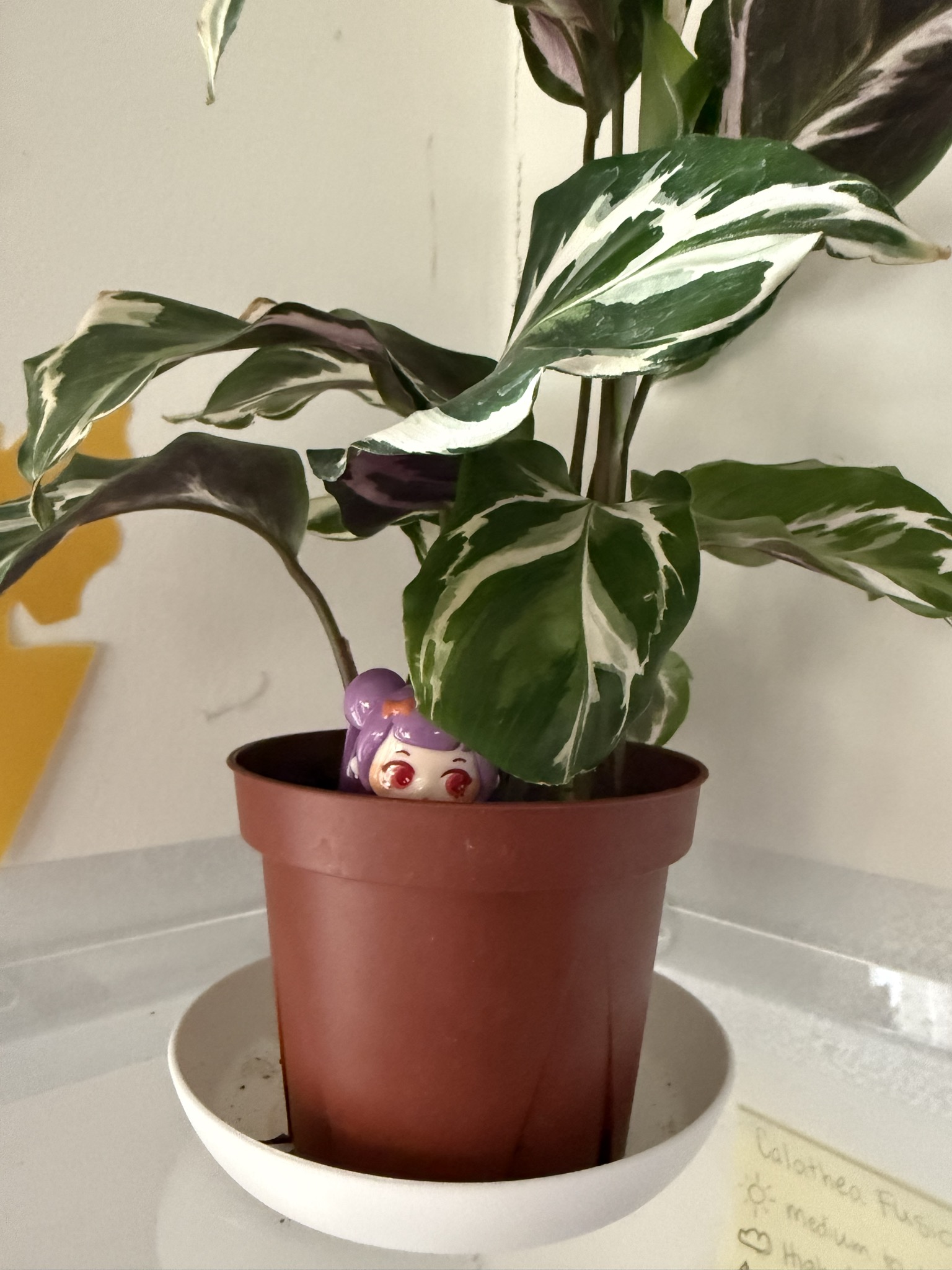 Calathea Fusion White